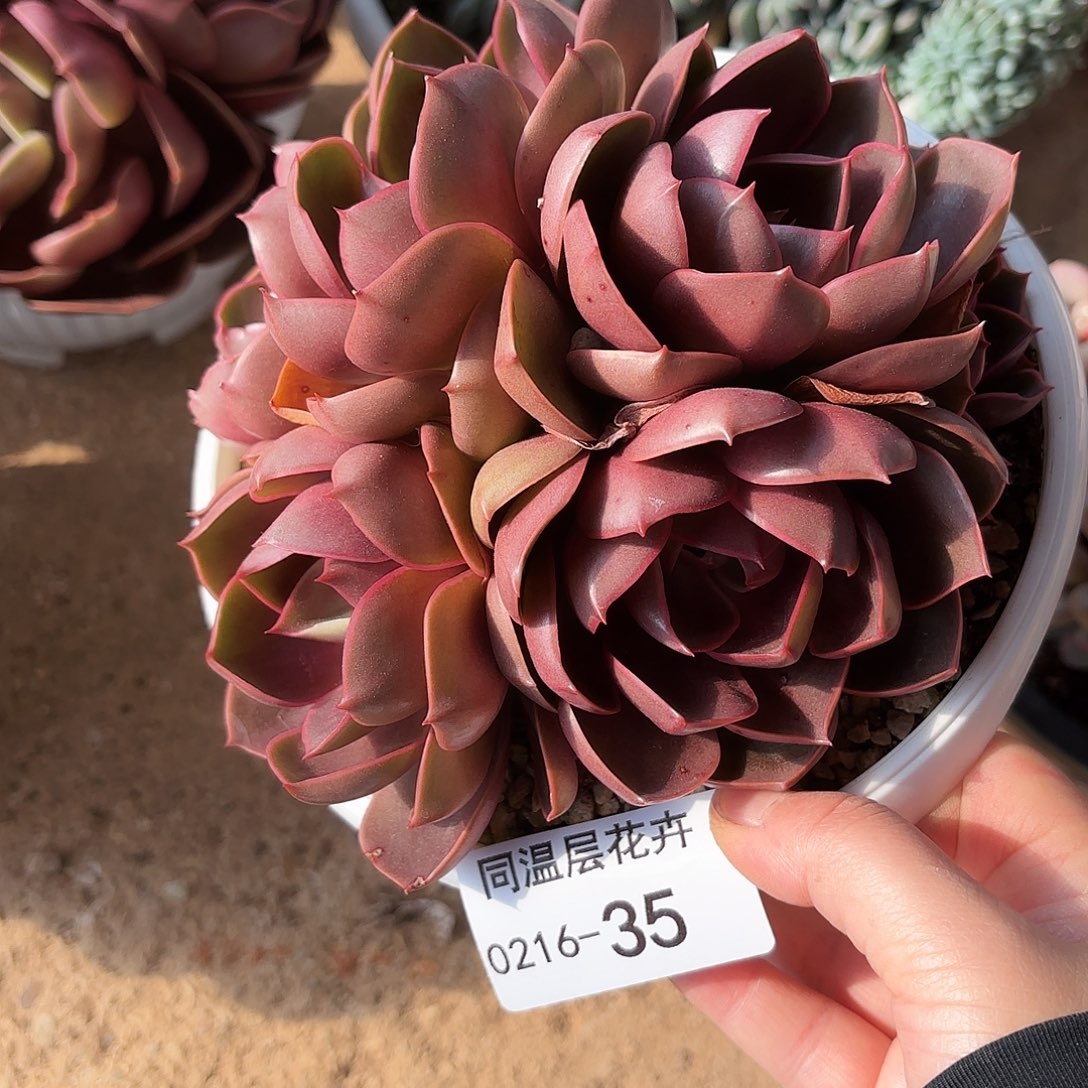 同温层多肉红灯35