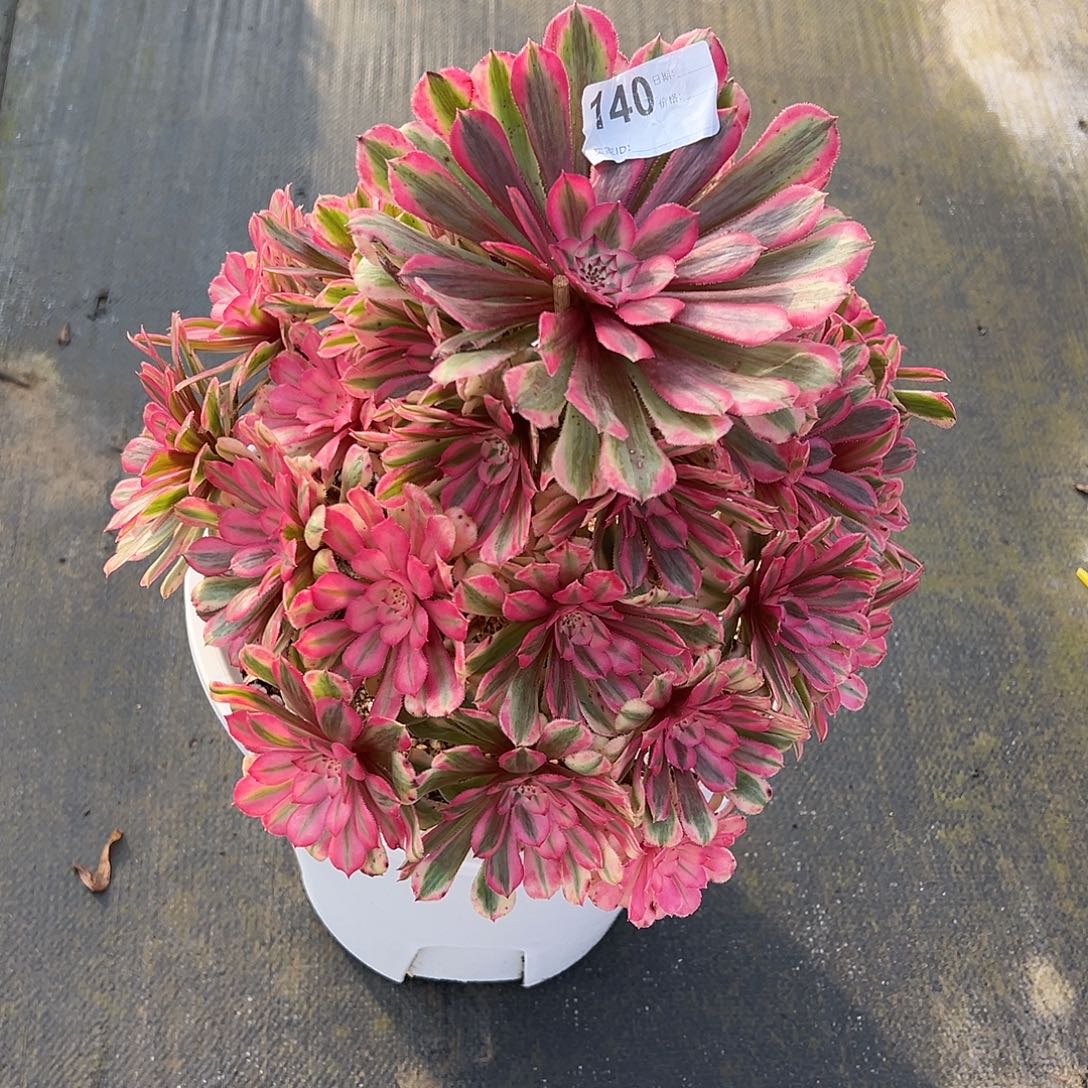 140粉桐多肉植物法师