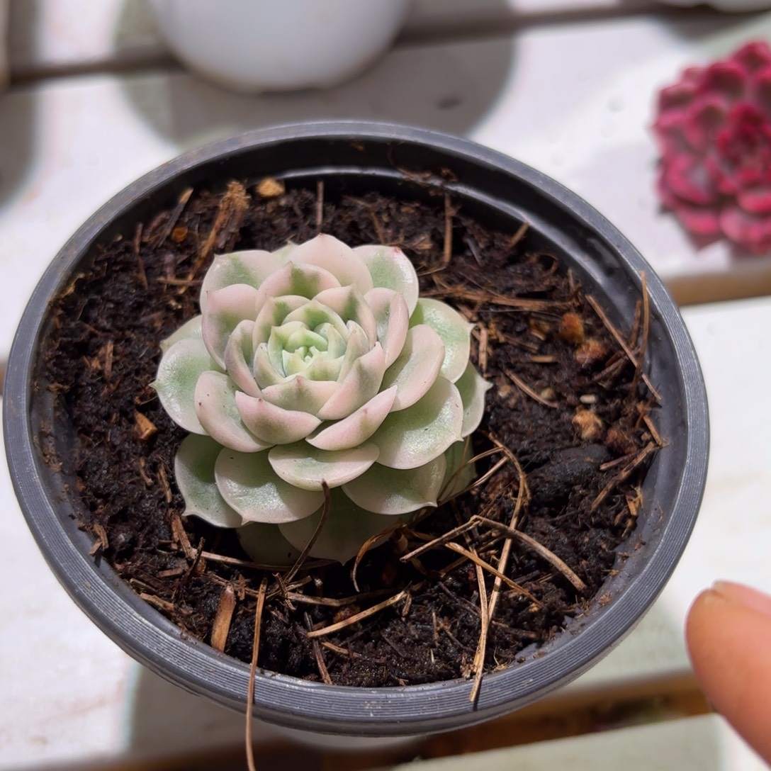 圆叶昂斯诺多肉植物