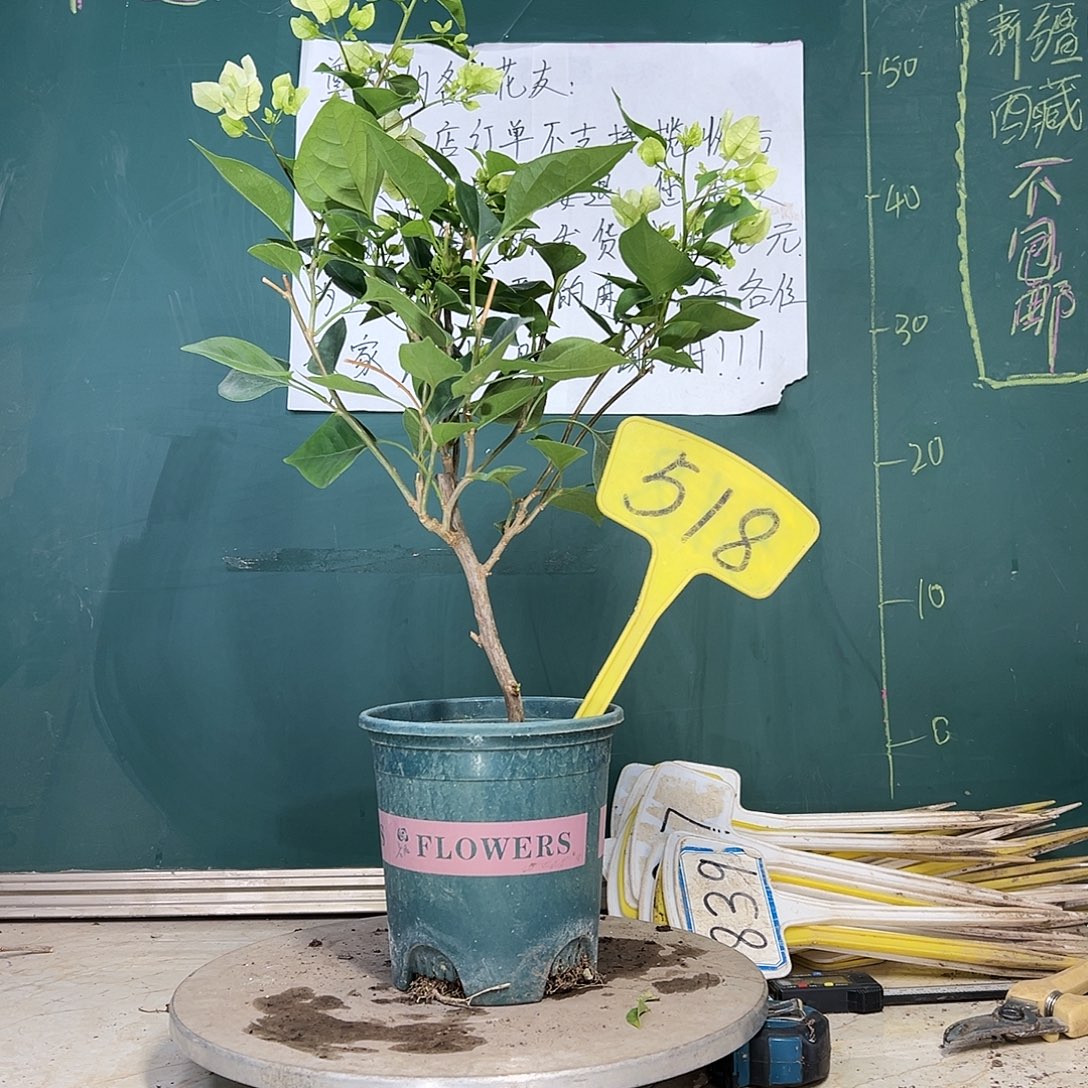 当前无花栽培后可以开花绿樱 518