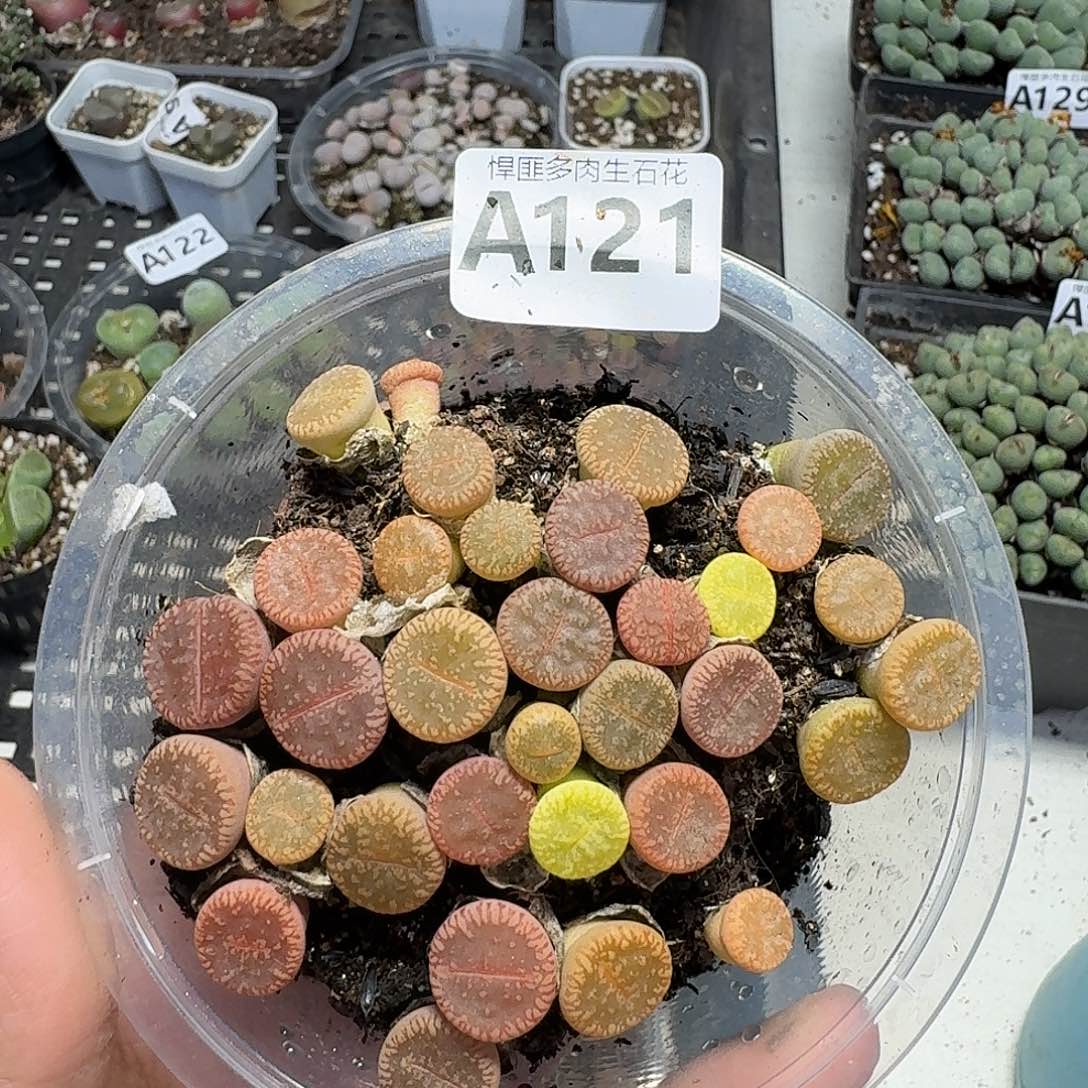 121多肉植物多肉植物