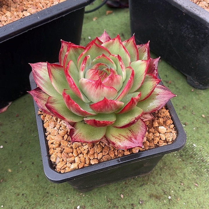 惊鸿仙子多肉植物6802