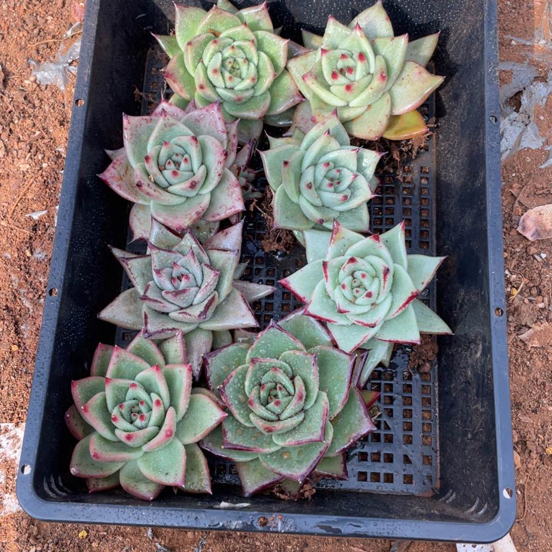 无花朵若如东云单拍B414