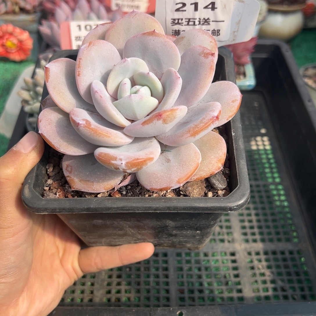 表妹精品多肉植物214.