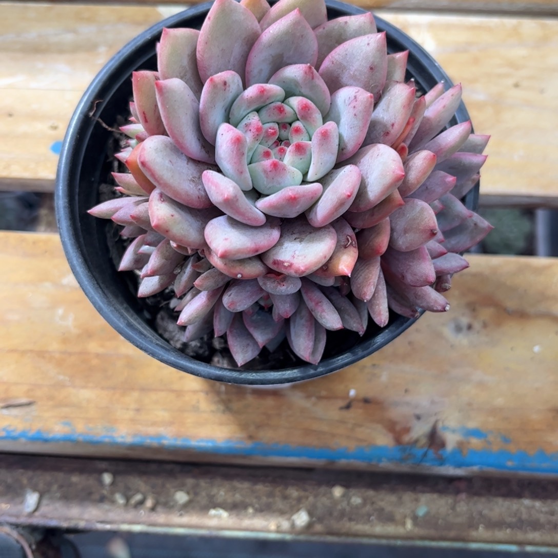 勇***心1111111111111111111