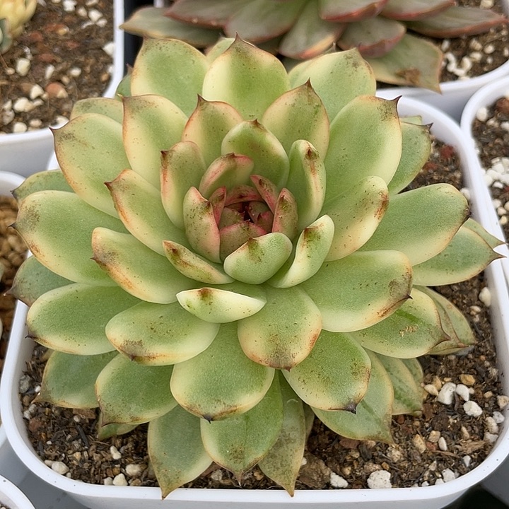 黑水晶锦。 锦龙一物一拍