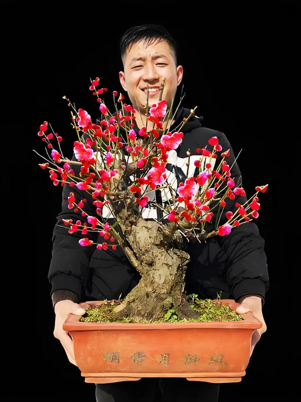 【特大老桩】梅花老桩盆景南北方养殖室内外养殖带花芽发货