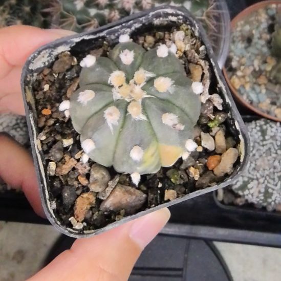 实生兜锦直径3.5带盆土