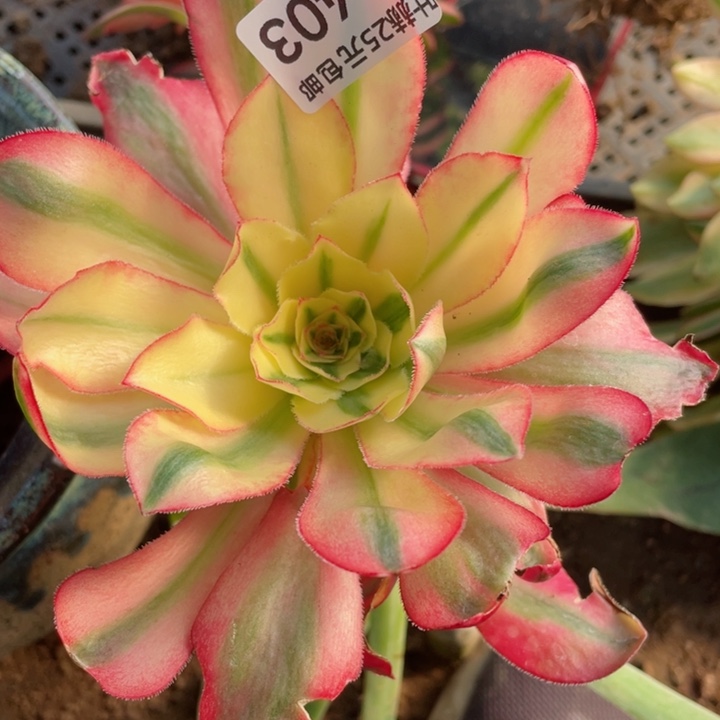 403爱丽思嫁接多肉12345678