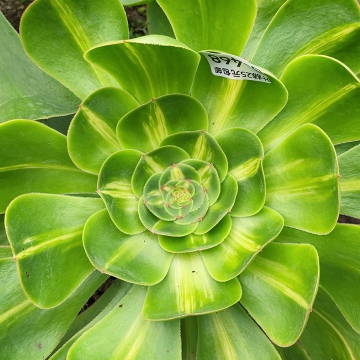 468暴君多肉12345678