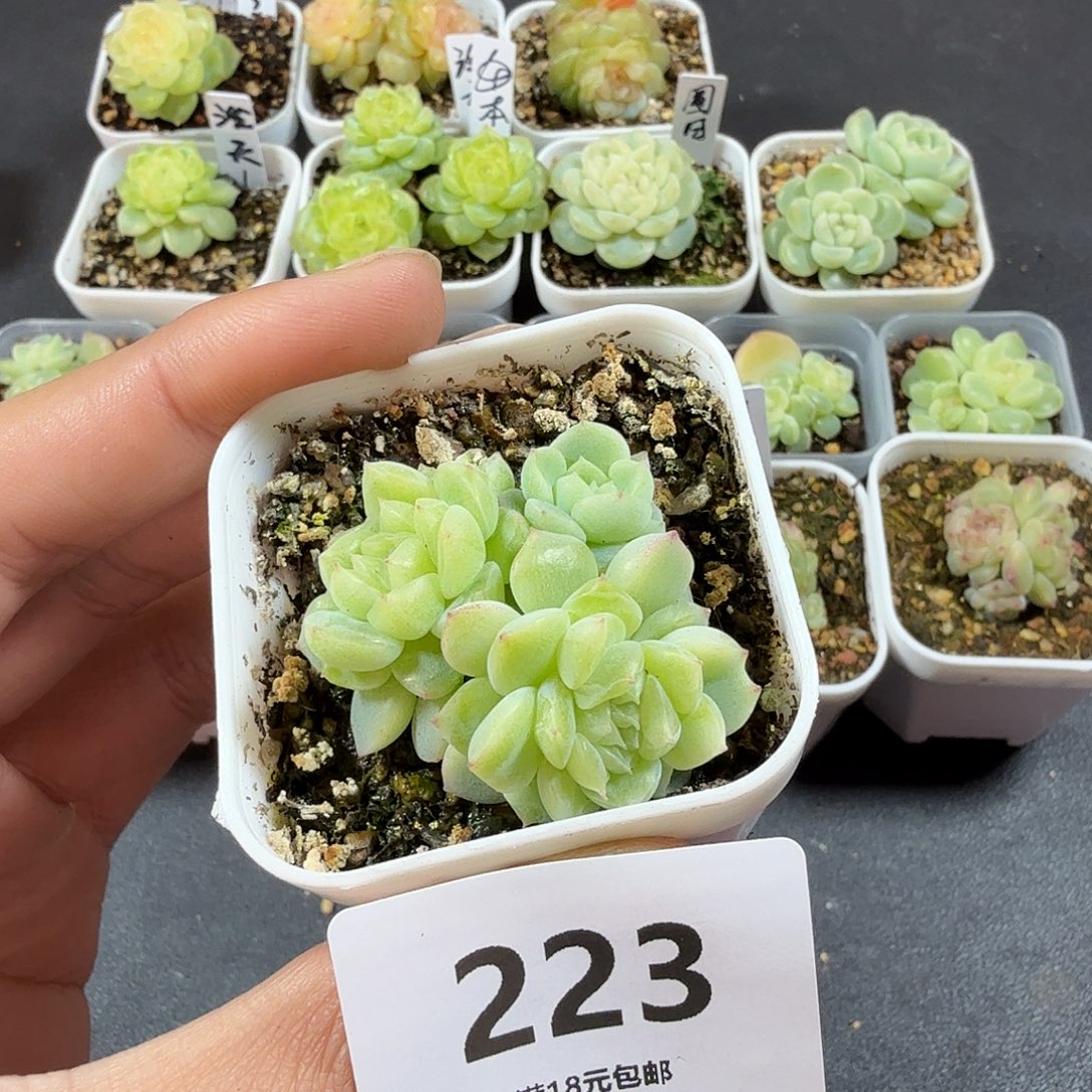 泼天1四头一物一拍223