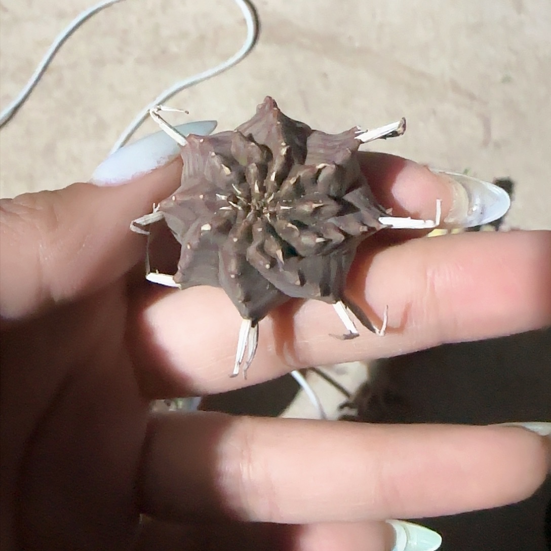 多肉植物法利达大戟