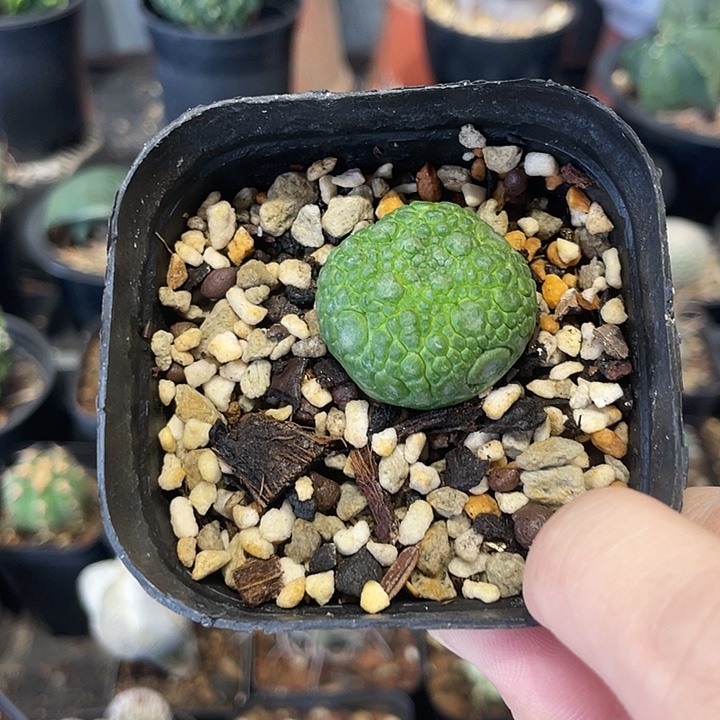 实生宁缇玉仙人球一颗