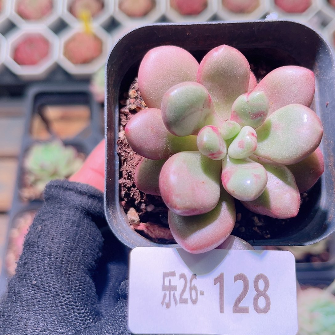 乐然26-128 先锋派 
