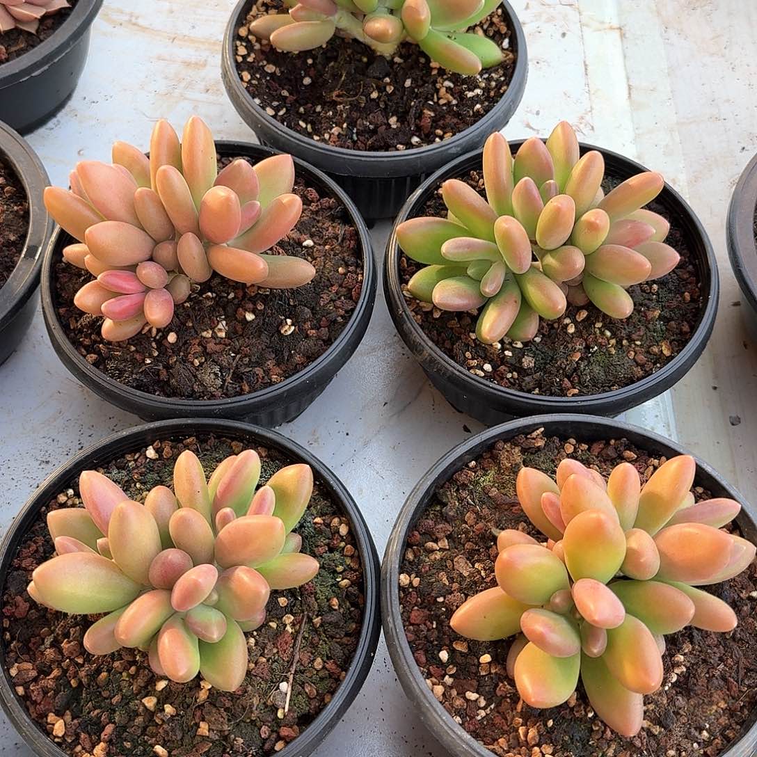 芒果奶多肉三头。   