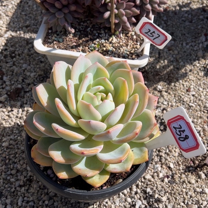 用***人白凤杂一物一拍258号