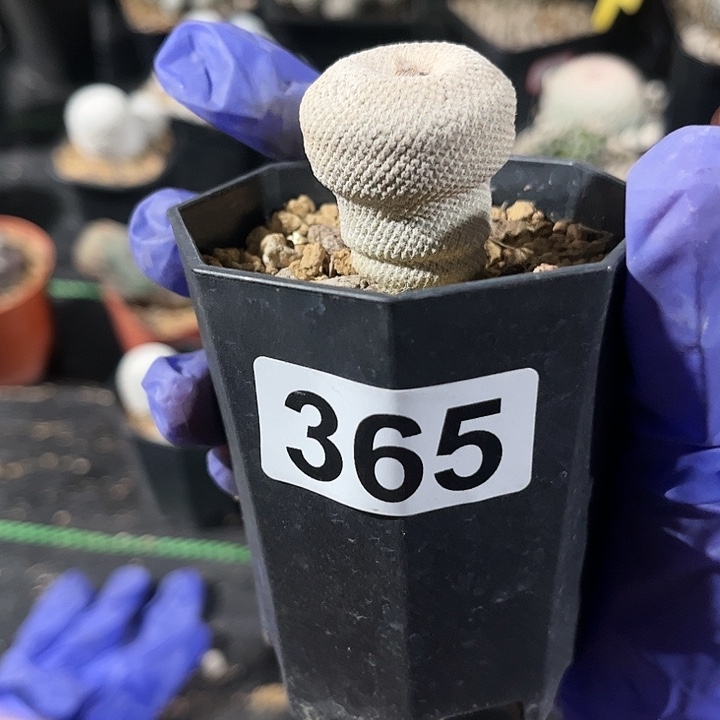 无花朵曼*羅1111111111111111