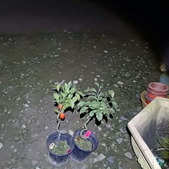 无花朵金弹子盆景园长