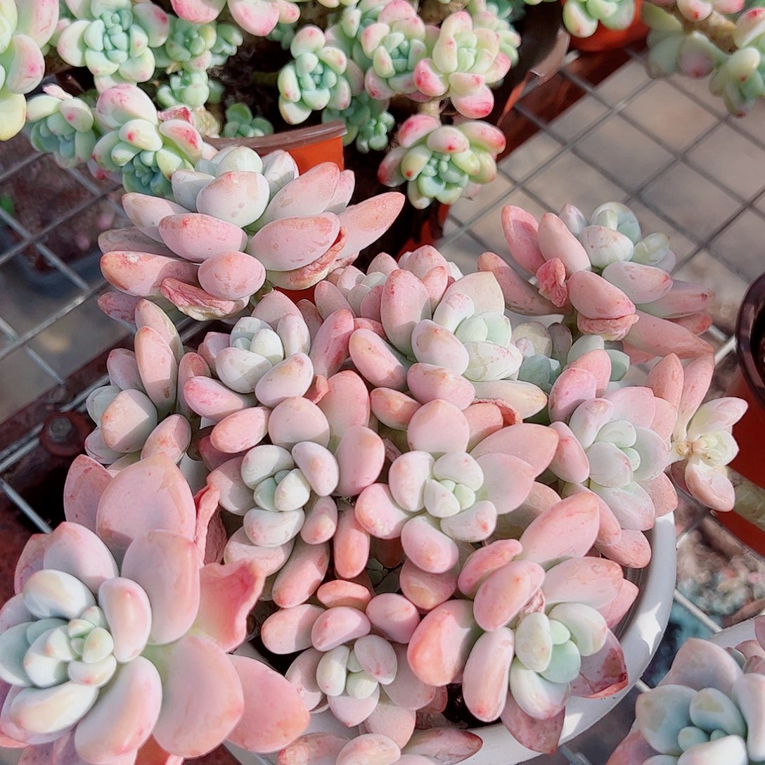 香水洛神多头造型精品