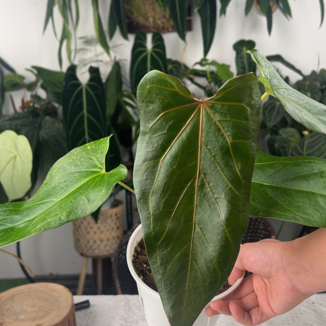 完全开放米歇尔Xpapi