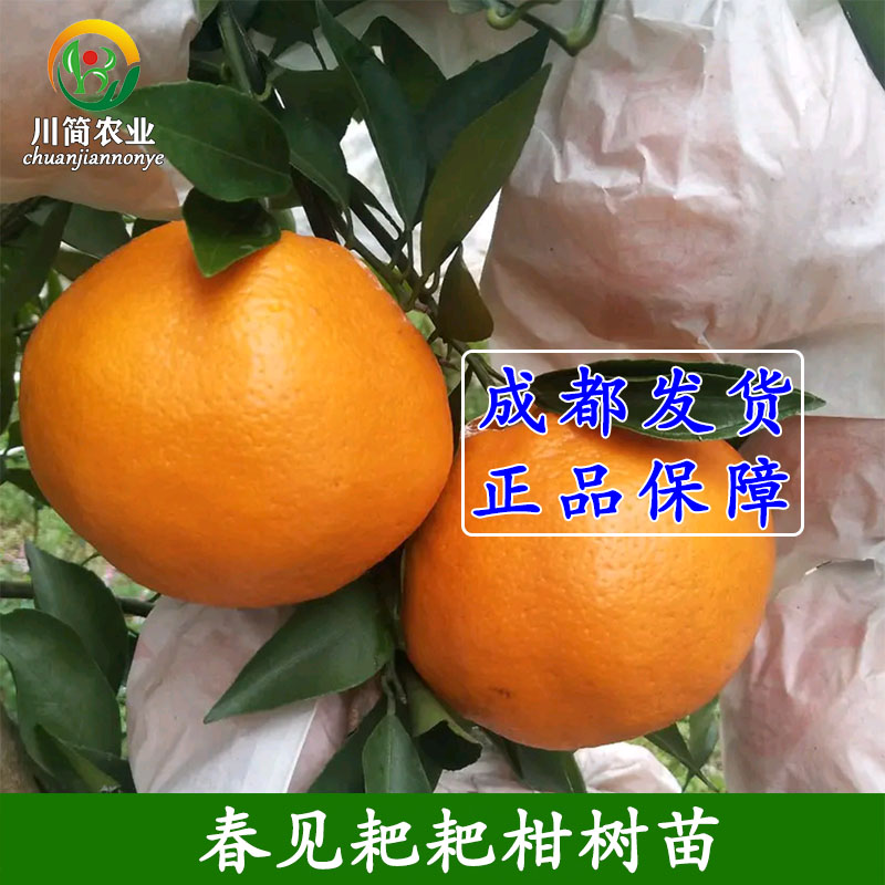 热销四川春见耙耙柑树苗 嫁接春见柑桔苗橘子水果树苗盆栽地栽