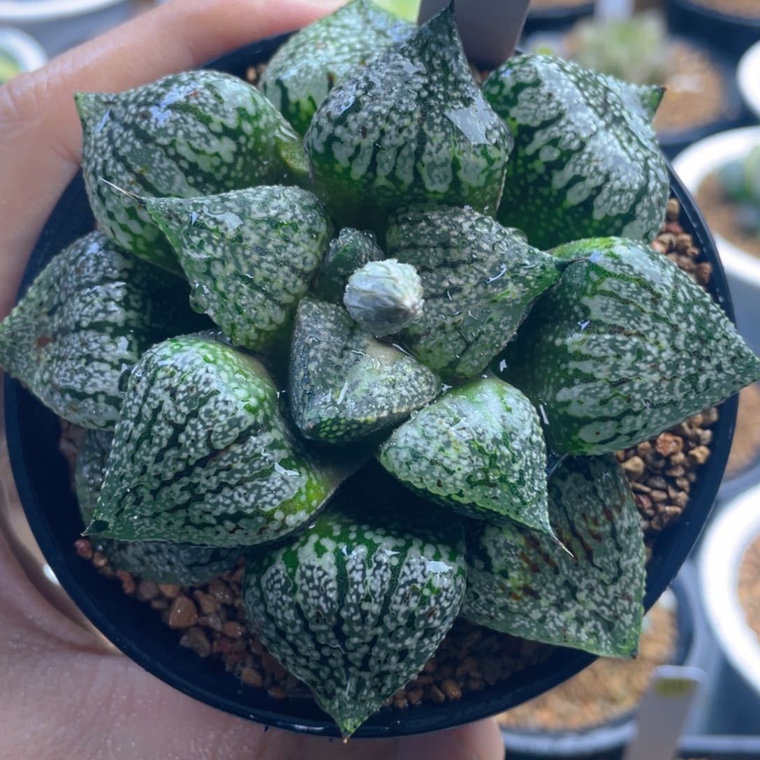 11.十二卷多肉实生黑白银。