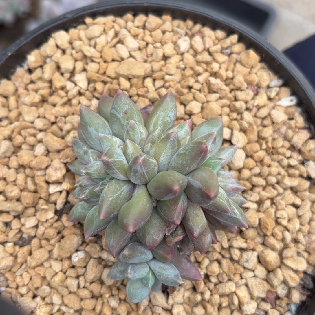 无花朵重楼缀化11