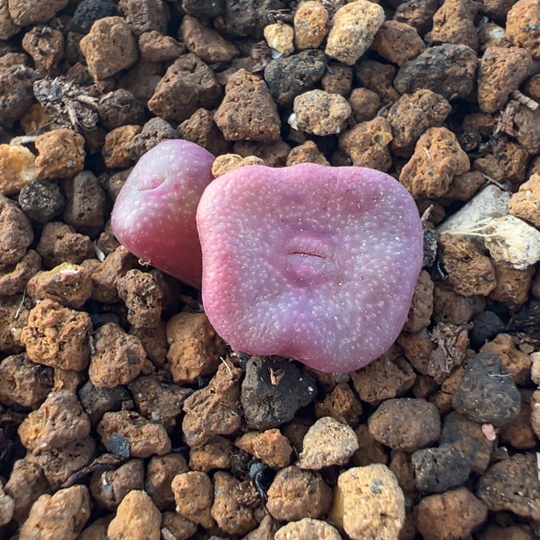 019多肉植物种类多样