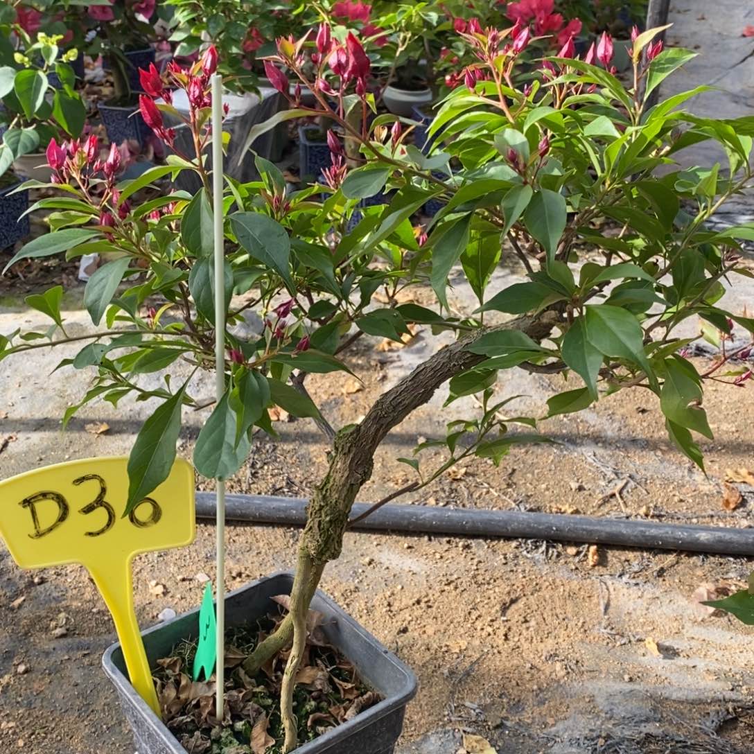 无花朵三角梅紫红桑巴D36