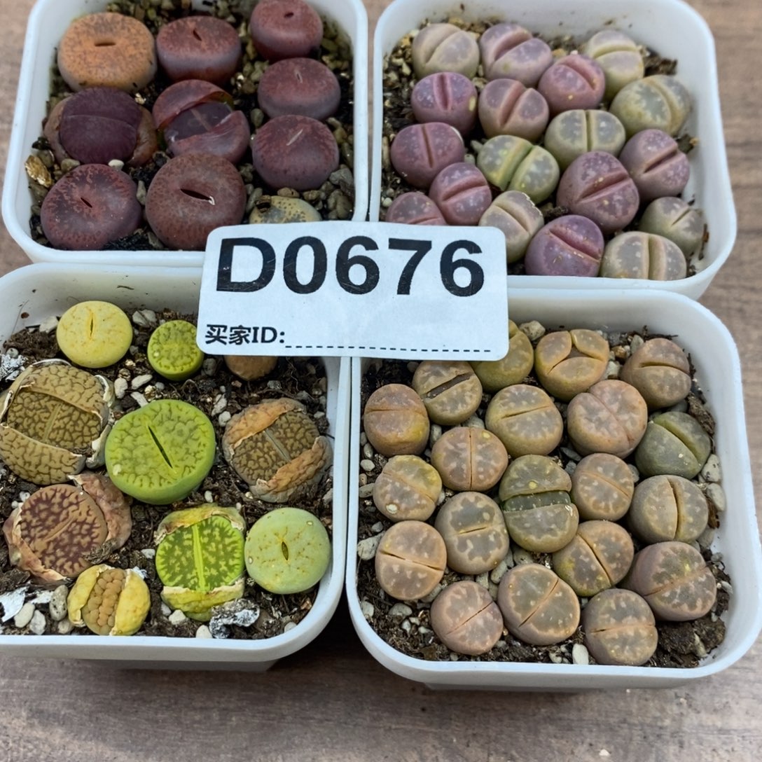 0676 4盆带盆发货