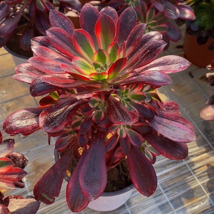 丽娜法师多肉手捧