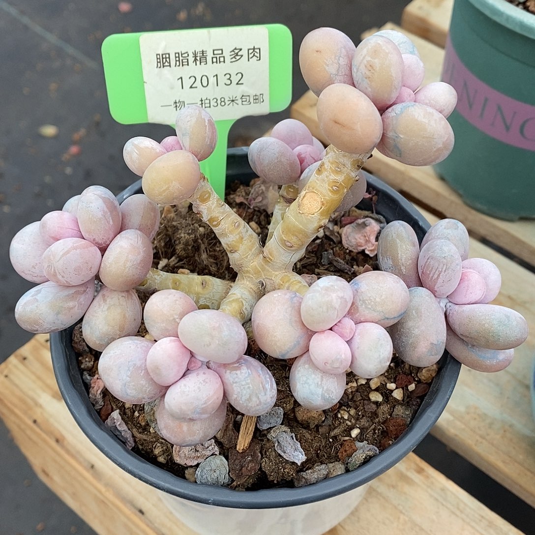 么***z132咯老婆璐璐璐璐咯哦哦哦