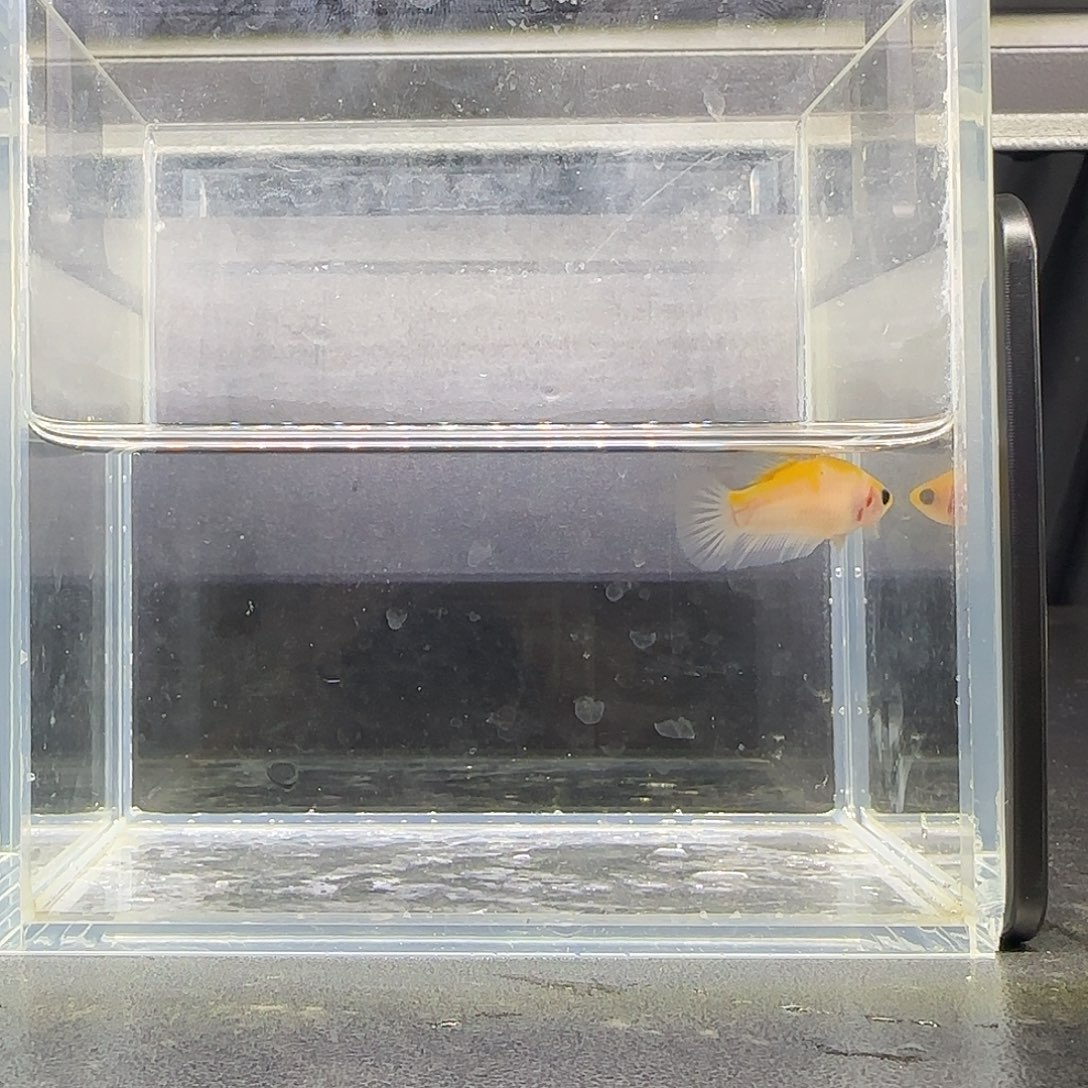 竞拍十二月十四号