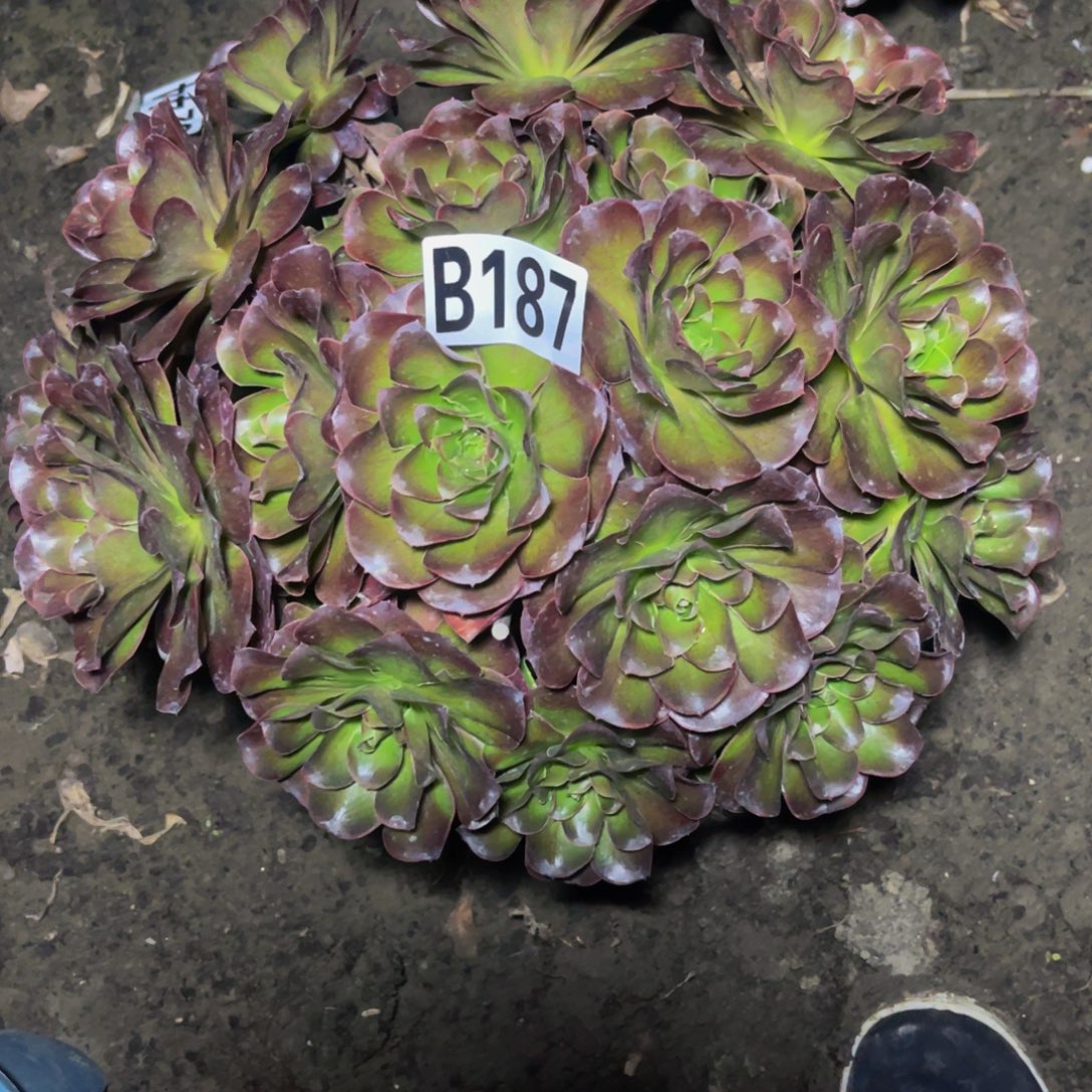 魅金法师16///34包邮