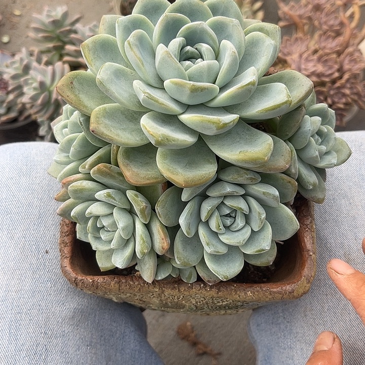 晨语多肉，一物一拍冰玉