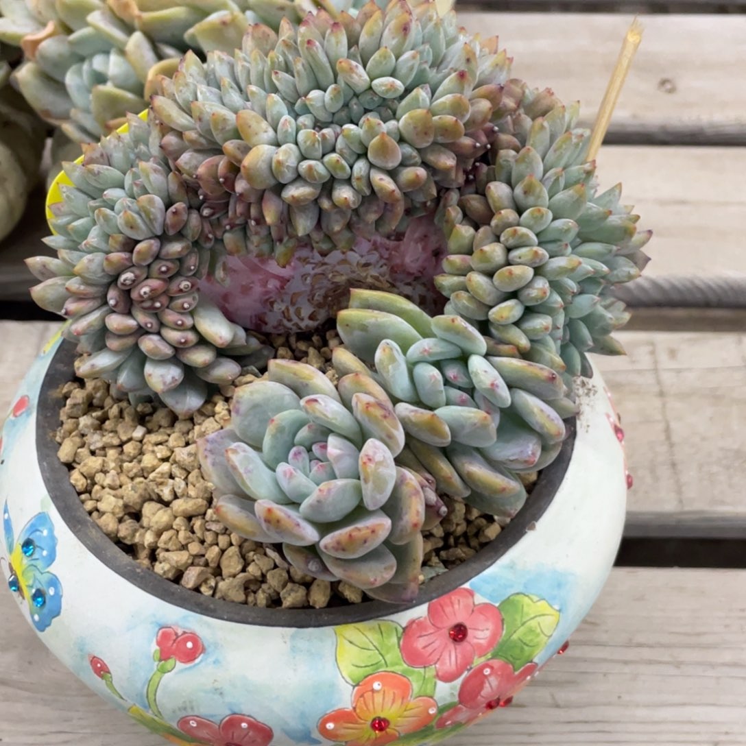 石榴子星影缀化小树实生358