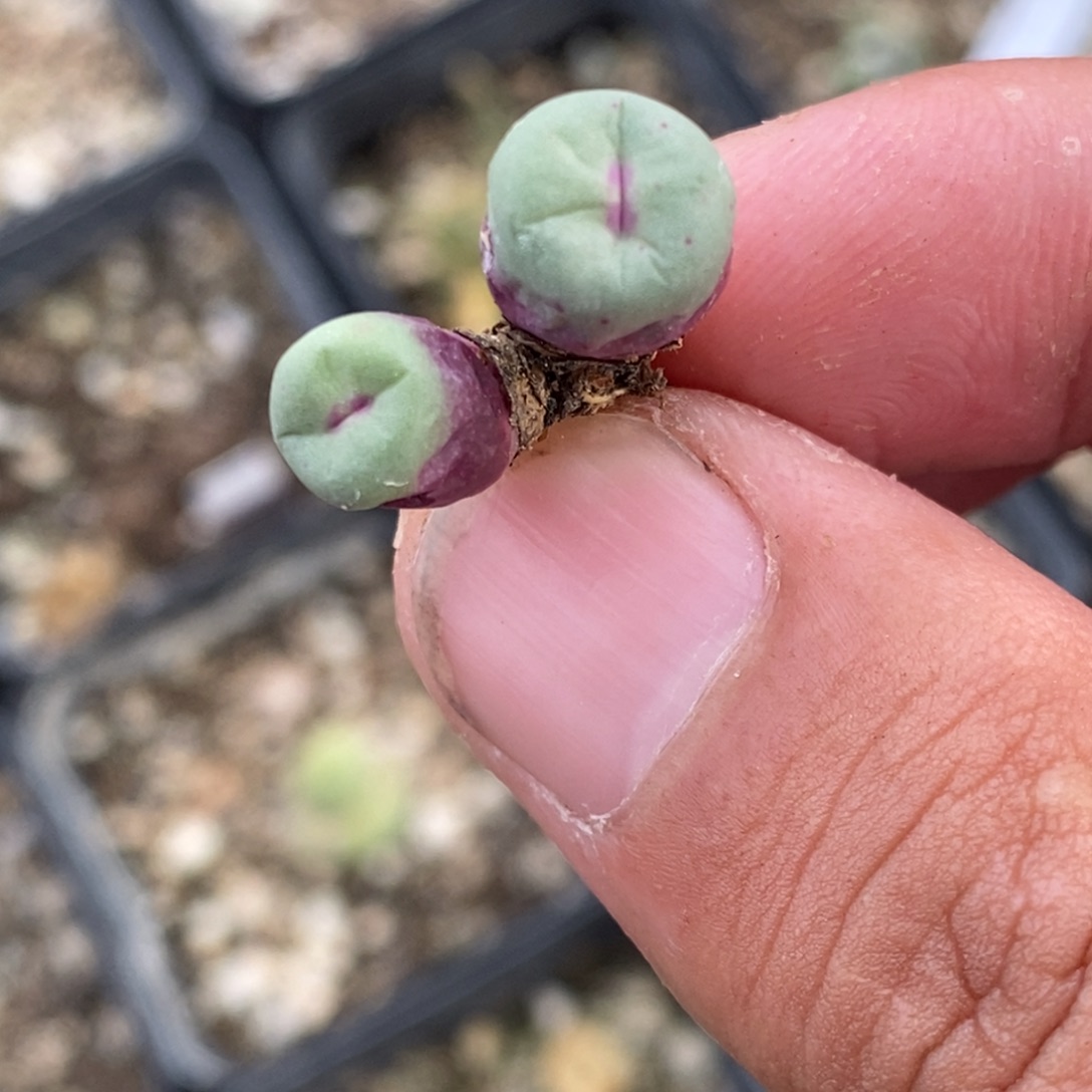 15100一颗一颗一颗