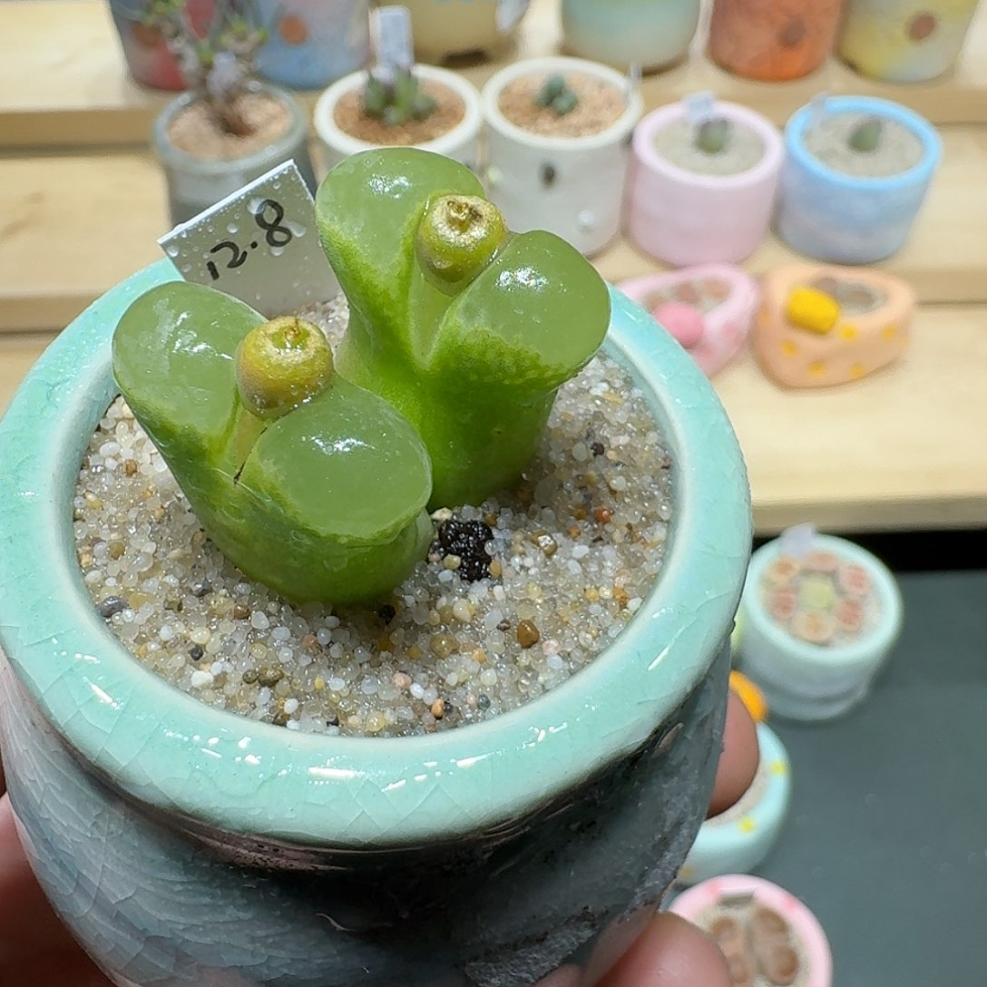 红陶蘑菇923风铃