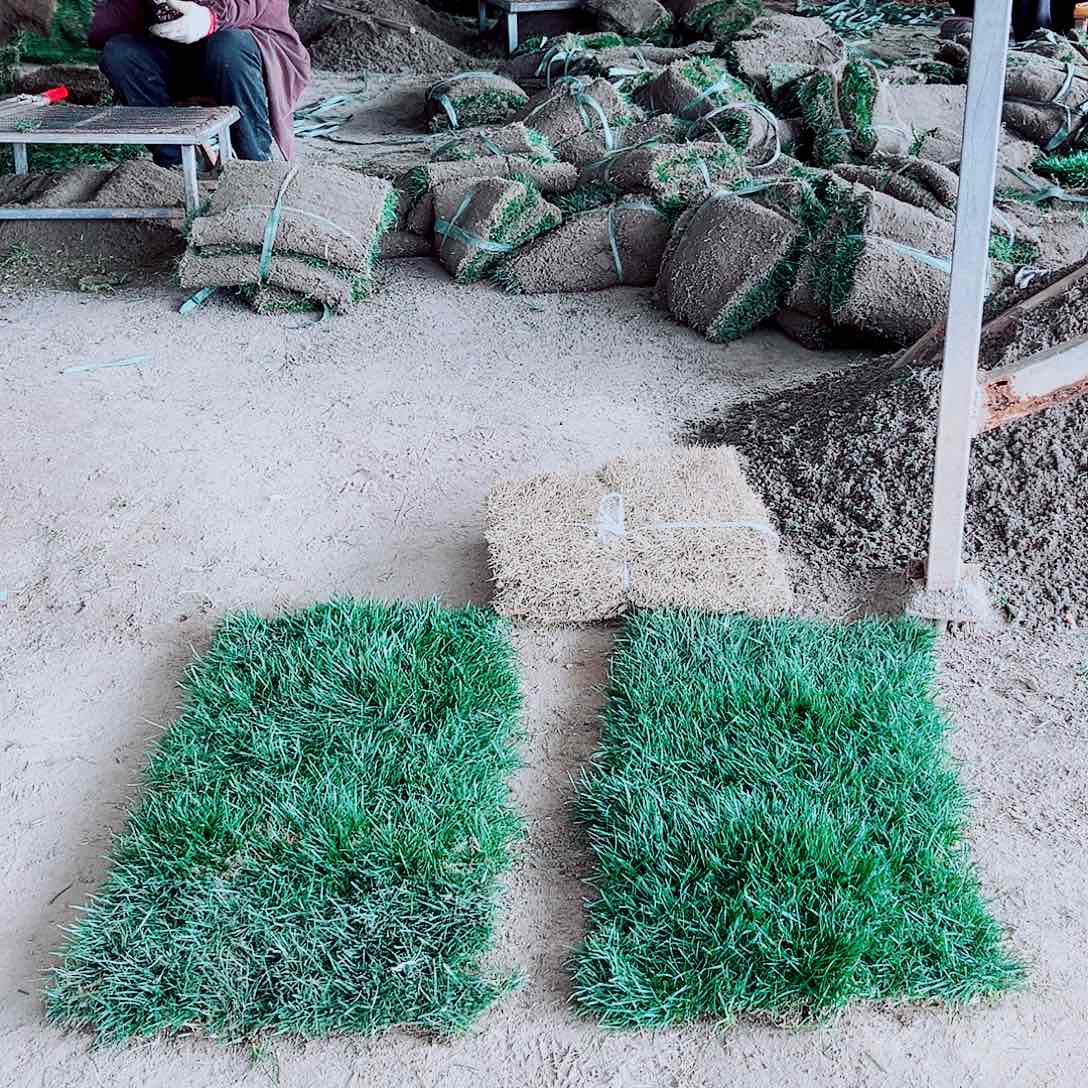 海***家无花朵混播果岭草包邮价格，。。。