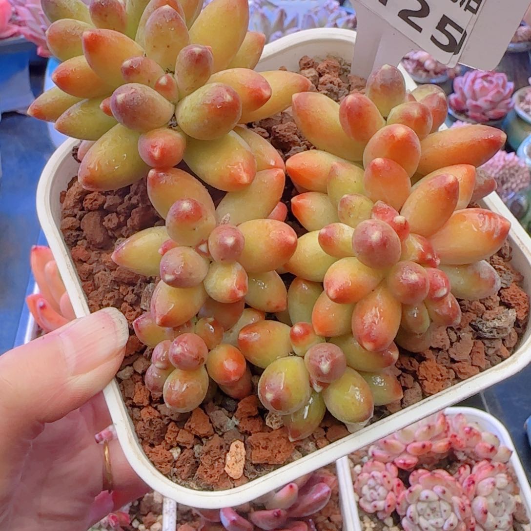 多肉植物3125…………….