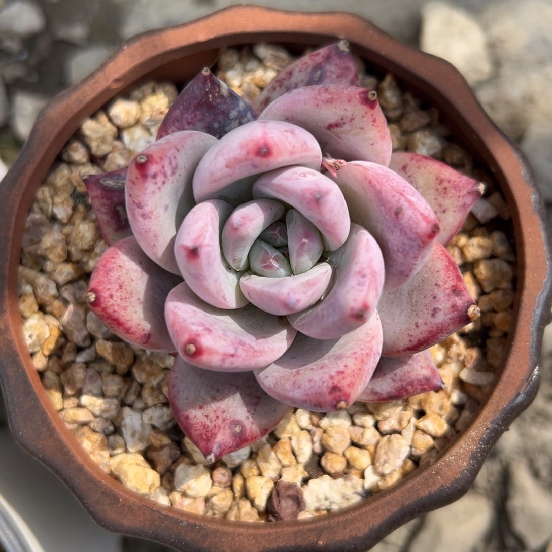 野卡精控多肉一物一拍