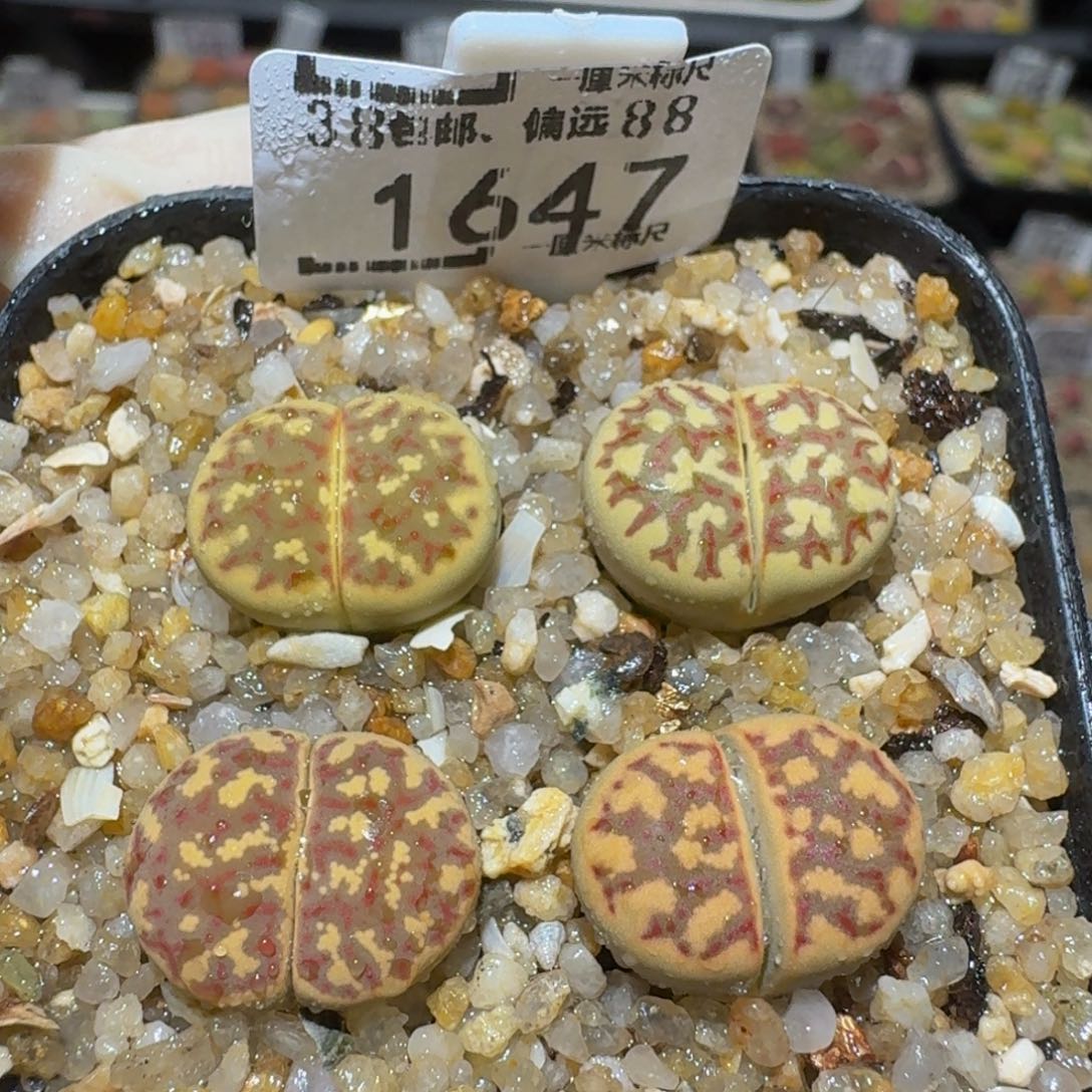 Ssss精品生石花1647