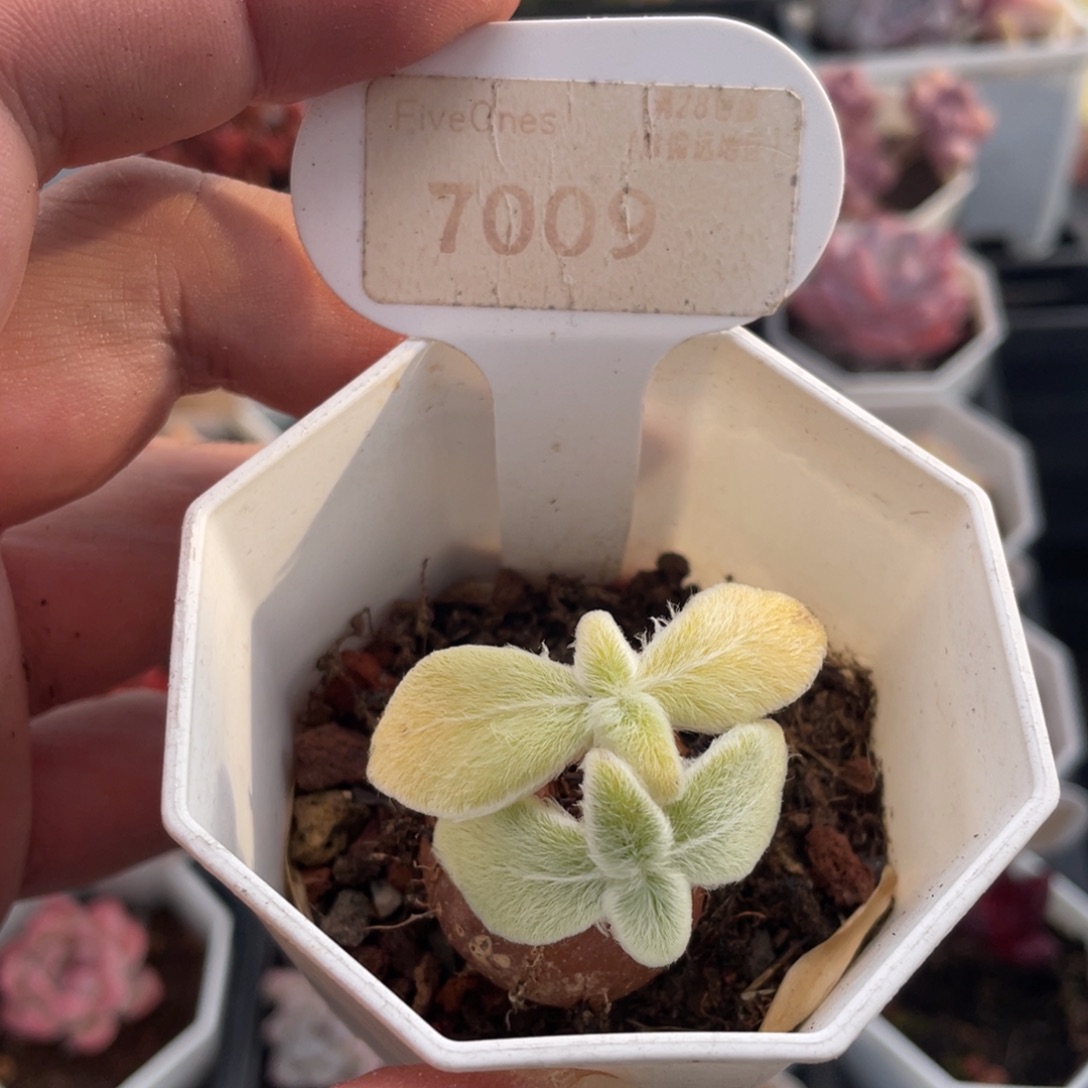 断崖女王7009-3厘米