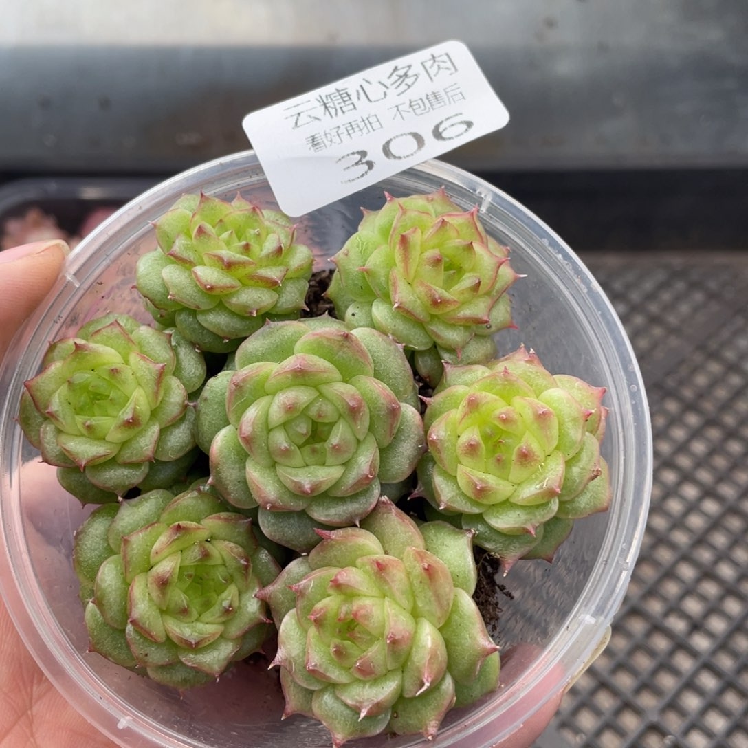 云糖心多肉植物306