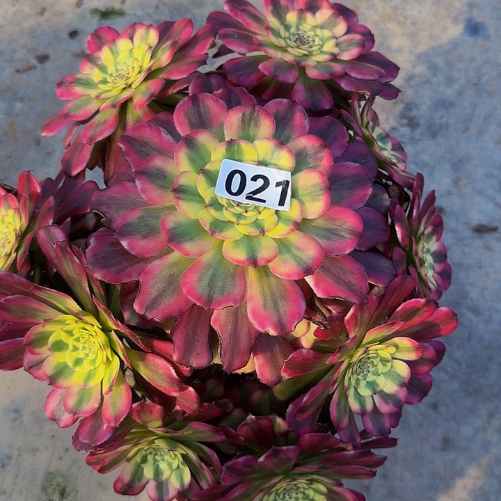 021维纳斯多肉法师