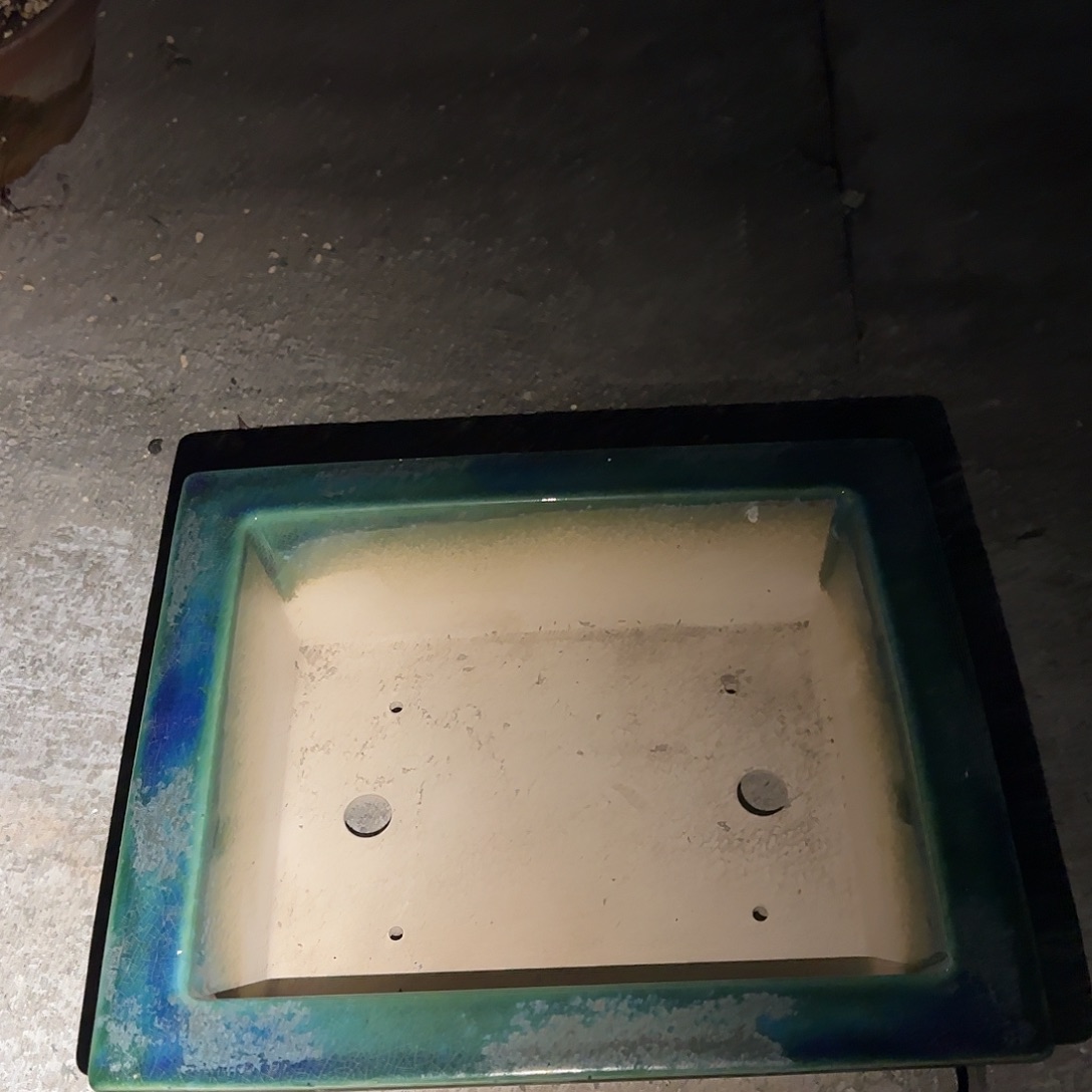 无花朵盆盆盆盆盆