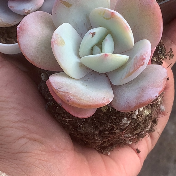 奶茶。水晶虾饺。双。（满9.99包邮不满9.99发叶子）