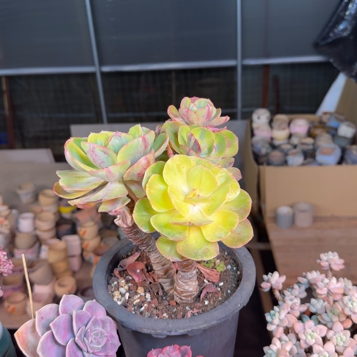 夕阳牡丹锦多肉植物dddggghj