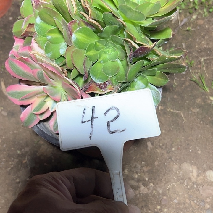 多肉植物粉女巫法师