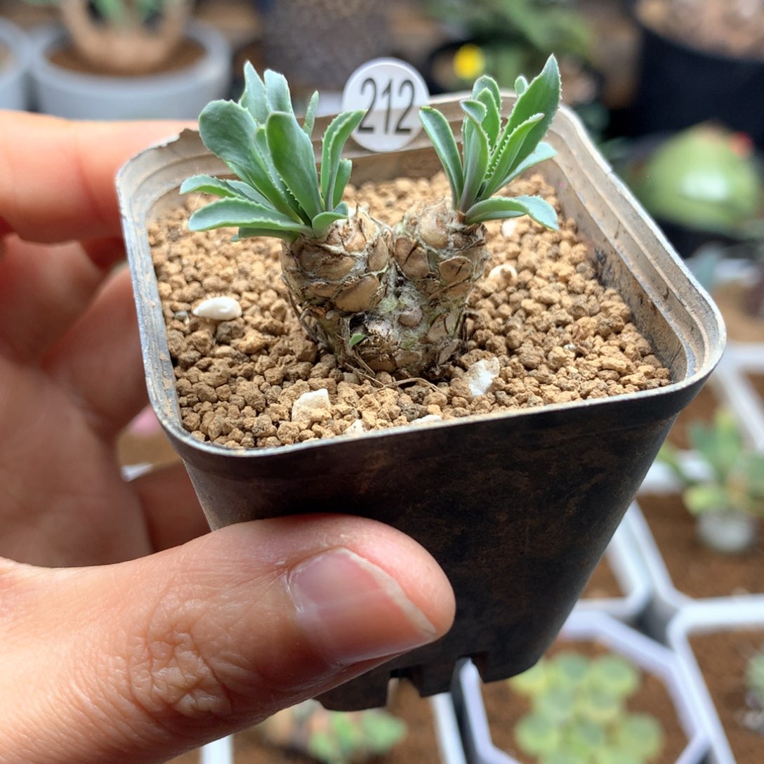 苏铁厚敦菊母本带盆